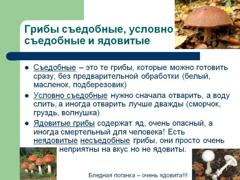 Грибы Боровики: виды и особенности сбора и приготовления