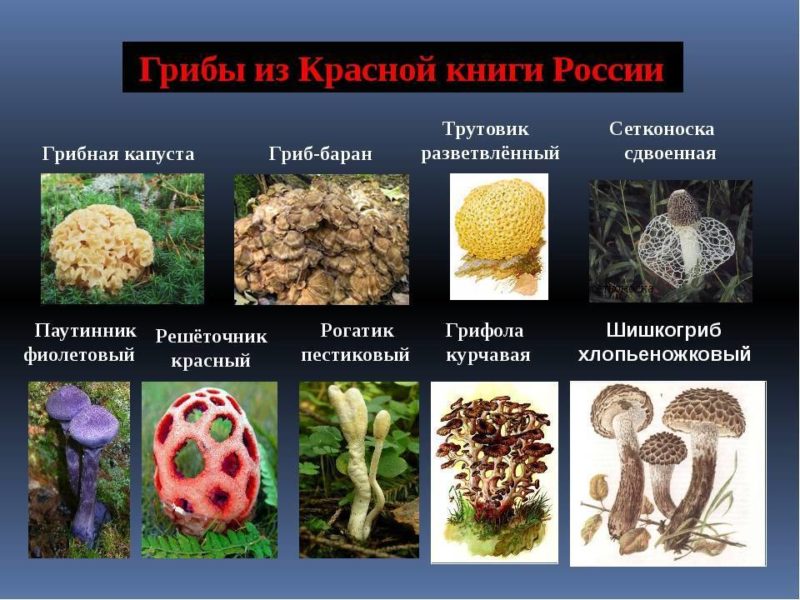 Виды грибов: полный список и описание каждого вида