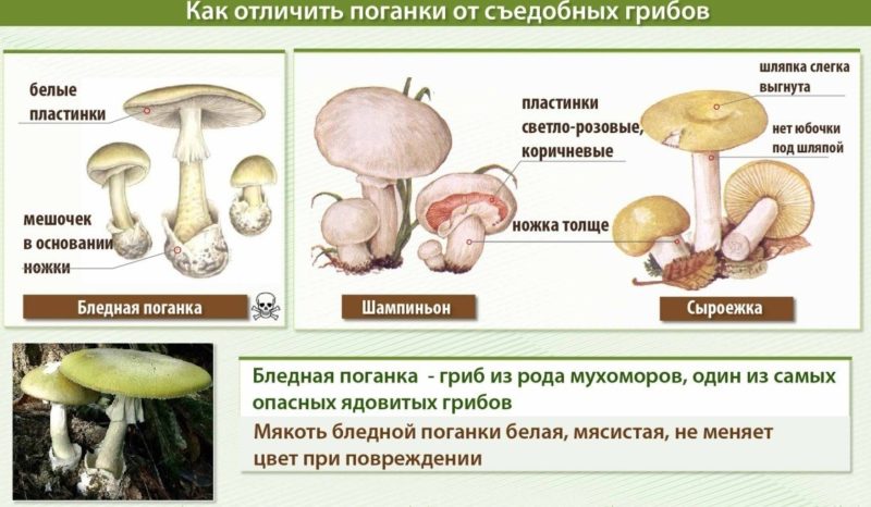 Условно-съедобные грибы: определение и важные особенности